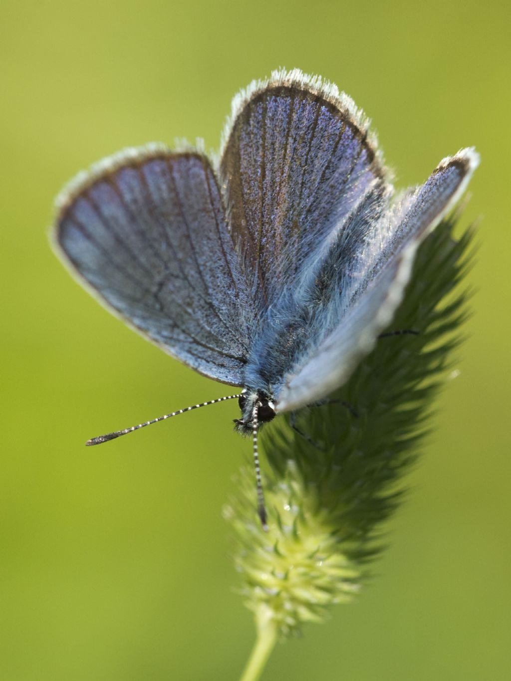 Tutte Polyommatus semiargus?